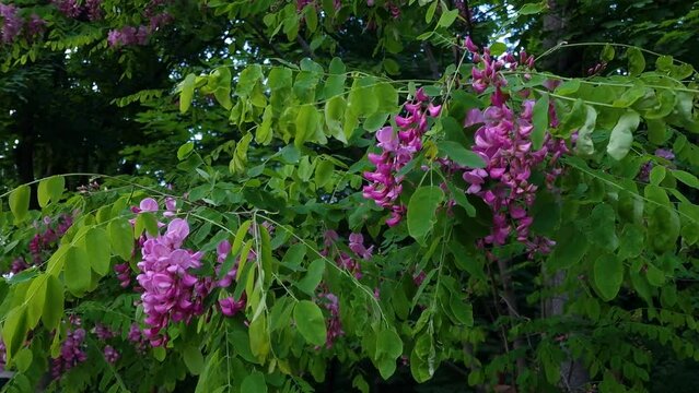 Robinia hispida or rose acacia. natural sound