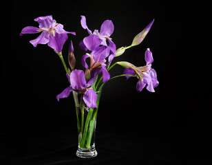 Bouquet of lilac irises in a vase on a black background