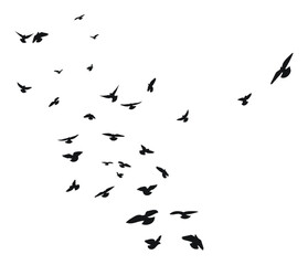 Silhouette sketch of a flock of flying birds, flight in different positions. Takeoff, flying, flight, flutter, hover, soaring, landing