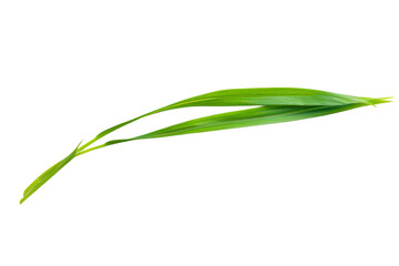 Fototapeta premium A green leaf is shown on a transparent background. The leaf is long and thin, with a pointed tip. Concept of simplicity and natural beauty