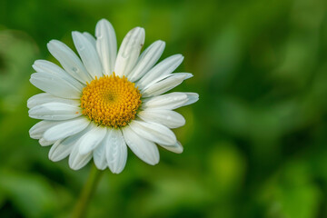 A white flower with yellow centers is in the foreground of a green background