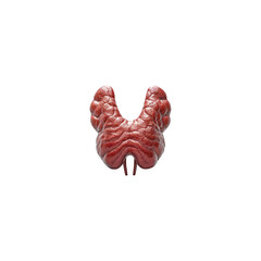 Image of the thyroid gland transparent photo