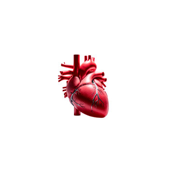 Image of heart with great vessels
