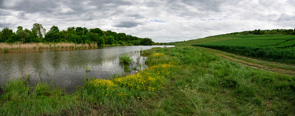 Bright, yellow, marsh flowers along a large body of water. Cloudy weather during a walk on the lawn along the lake.Recreational area. Fishing grounds. Pond and recreation area.