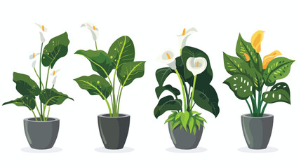 Potted plants green-leaf and floral. Blooming calla l
