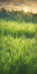 Expansive grassy plain under the sky, confused with hues of sunset, blades of grass stretching low