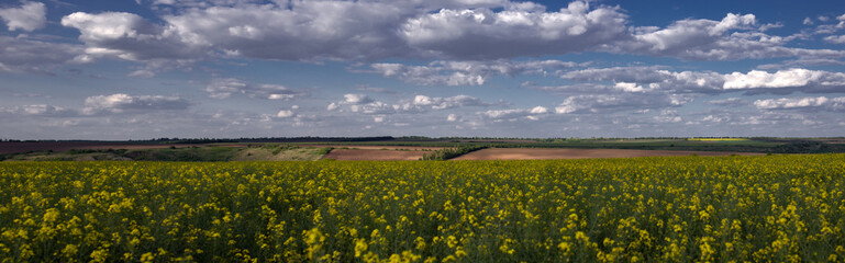 Rapeseed is ripening in the fields. Vast horizons of central Ukraine. Flying clouds along the field.Panoramic picture of the field.