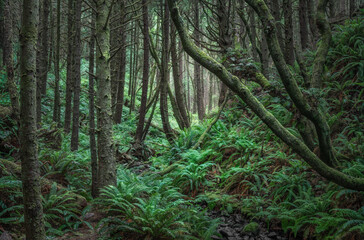 Fototapeta premium Scenic view of a lush rainforest with green trees