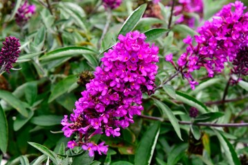 Closeup of Buddleia Flutterby Petite 'Tutti Frutti in a garden
