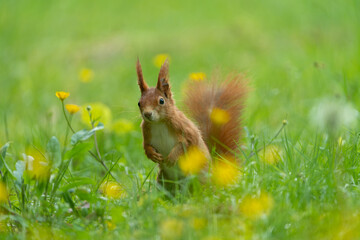 Curious looking squirrel between the flowers and the green grass