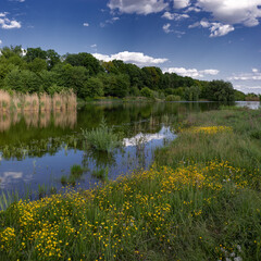 Panorama of a forest area. Yellow marsh flowers scattered along the pond.Fishing grounds. Pond and recreation area.