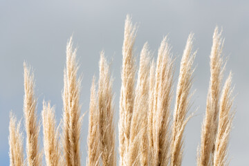 Pampas grass