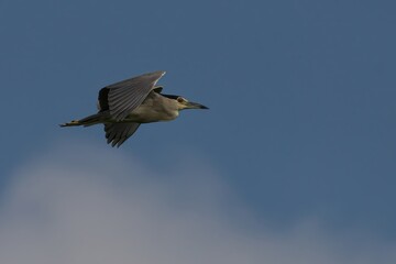 Fototapeta premium Black-crowned Night-heron in mid-flight against a picturesque backdrop of sunlit clouds