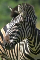 Naklejka premium Chapman's Zebra standing side-by-side in a lush grassy field, enjoying the warm sunshine