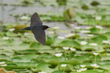 Swallow silhouetted against a tranquil body of water surrounded by lush lily pads