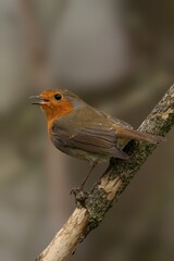 Beautiful robin perched on a branch looking outwards