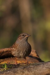 Hedge accentor perched on a log in a forest setting, looking upwards with its beady eyes