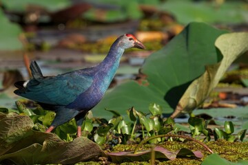 Grey-headed swamphen stands atop a lush green foliage background, perched atop a branch
