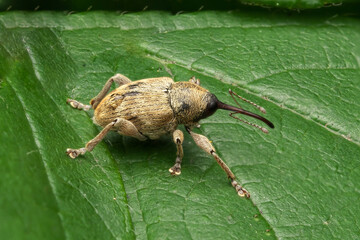 Close up of a curculio nucum perched on a lush green leaf of a green plant © Wirestock