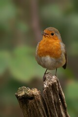Beautiful Robin perched on a wooden post in a vibrant green forest environment