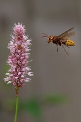 Vibrant, close-up shot of a hornet hovering over a vibrant pink field of flowers