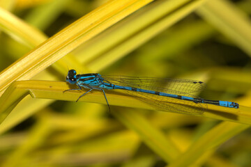 Common Blue Damselfly perched gracefully on a thin green leaf attached to a thin brown stem