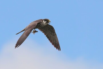 Hobby soars against a vivid blue sky, showcasing its remarkable ability to take flight