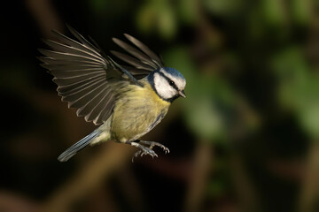 Blue tit perched atop a bird feeder situated outdoors
