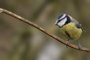 Blue tit perched on a tree branch, its feathers shining in the sun