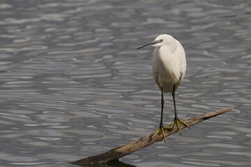 Little egret perched on a branch in a tranquil body of water, creating gentle ripples on its surface
