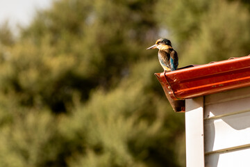 Sacred kingfisher