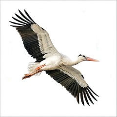 The stork bird flies through the sky