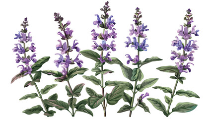 Salvia flowers or sage inflorescences isolated on whi