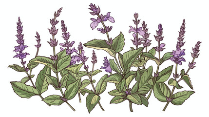 Salvia flowers or sage inflorescences isolated on whi