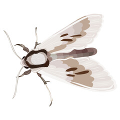 Moth with patterned wings illustration