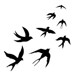 Swallows.  Black silhouette on white background. Silhouette of a flock of swallows. Contours of flying birds.