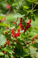 Branch of ripe red currant on currant bush in a garden.