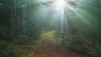 Magical pathway with sun rays in lovely foggy woodland.
