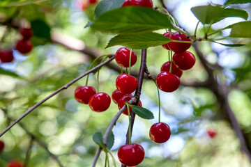 Red ripe juicy cherries berries hanging on cherry tree branch. .