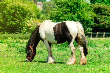 horse grazing in green meadow on sunny day