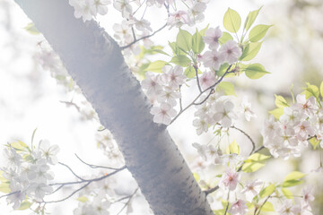 咲きたてのきれいな桜(アップ)