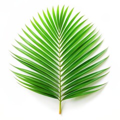 Green palm leaf isolated on white background. Clipping path included. AI generated