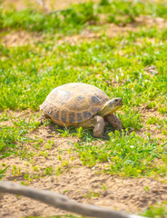 Turtle in the steppe of Kazakhstan. Turtle in the grass.