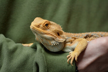 Close up of unrecognizable young man holding iguana in hands carefully against green shirt, copy space