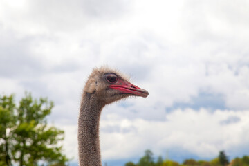 Close up view of african ostrich walk in the paddock. Common Ostrich is the largest living bird on the planet..