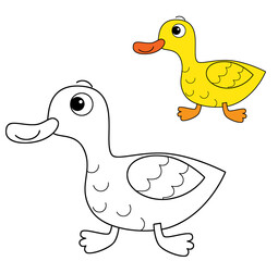 Cartoon happy farm animal cheerful duck bird running isolated background with sketch drawing with colorful preview illustration for children
