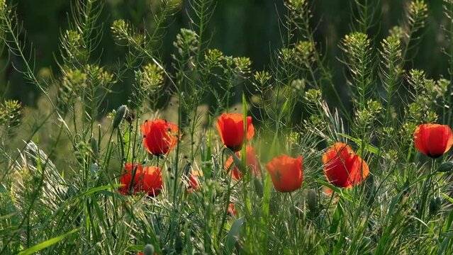 Wild field with red poppies and tall grass and forbs in backlight
