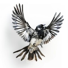 Naklejka premium Magpie bird black and white feathers, isolated on white background