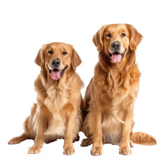 Golden Retrievers full body isolate on transparency background PNG