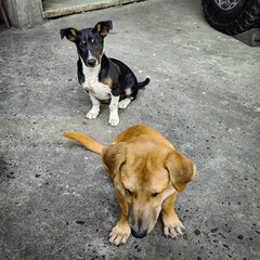 Black and brown dogs sitting on the concrete floor.